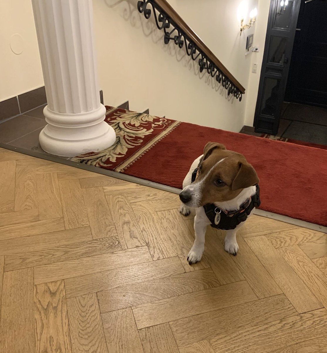 PatronDsns's tweet photo. I visited the Ambassador of Japan in Ukraine @JPEmbUA We discussed the demining, and I conveyed gratitude from all the Ukrainians for the Japanese help. That's how I like to say: "Arigato to you," well, only in dog language🤭 https://t.co/sZYWPj05qN