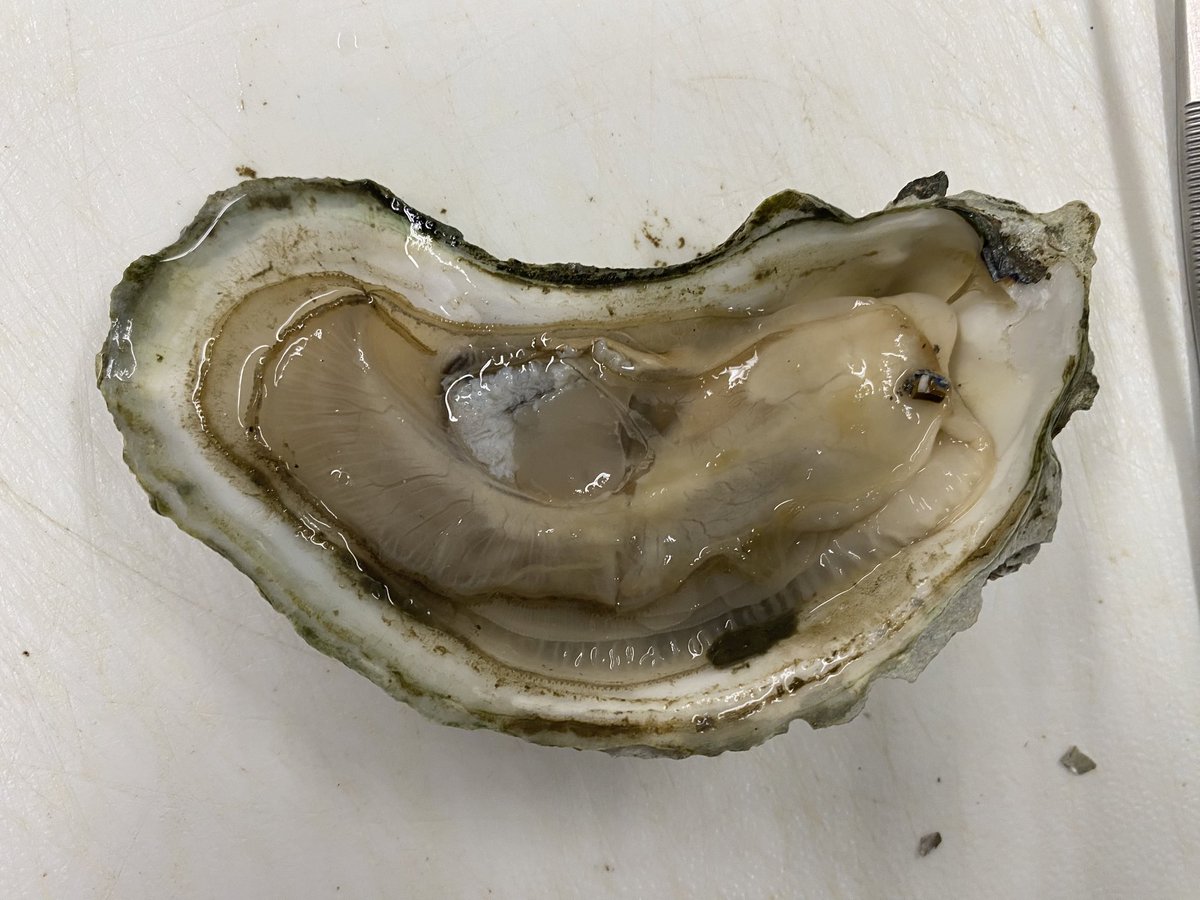 KachmarMariah's tweet photo. Fun day practicing dissection and tissue processing techniques for disease analysis and preservation prior to our upcoming field season and sampling in Long Island Sound. #LISSoysters #Milfordlab https://t.co/tkvoilWYKN