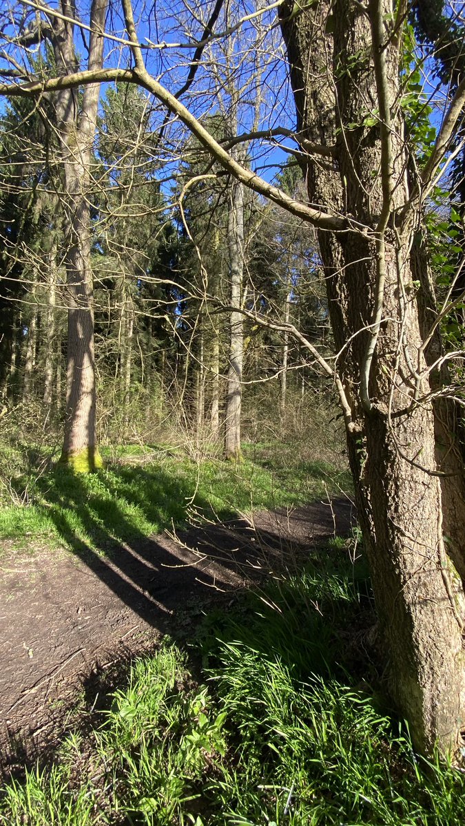 CathrynJeff's tweet photo. Love tree shadows and the high contrast sunlight brings to the trunks and branches. Recent watercolour and the reference photo. I also used salt effects for the background foliage. 

#trees #treeshadows #watercolourpainting #watercolour #woods #woodland #art #painting https://t.co/KXgpkzxAOM