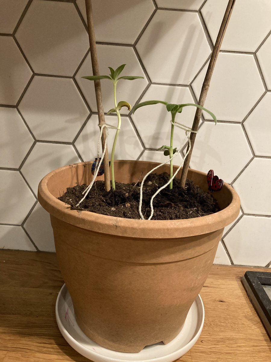 <a href="/HogarthPS/">Hogarth Primary School</a>  James and Penelope 3AT/Nursery. Sibling competition has begun!