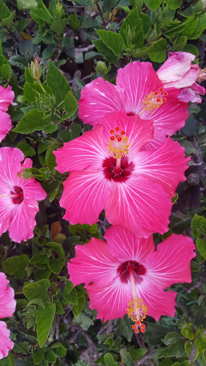ceramicamalu's tweet photo. @MarianSanher Beso Marian! https://t.co/o7l2Q3clZ5