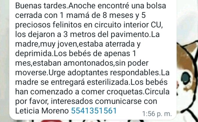 Lacasadeazul's tweet photo. Por favor compartan para que ésta familia gatuna tenga un buen hogar muy pronto, una miserable persona les abandonó cerca de las vías rápidas con la intención de que murieran atropellados pero otra buena persona les salvo, informes con Leticia Moreno al 5541351561 ¡Adopten🐱🐈! https://t.co/BtbPbaFBdX