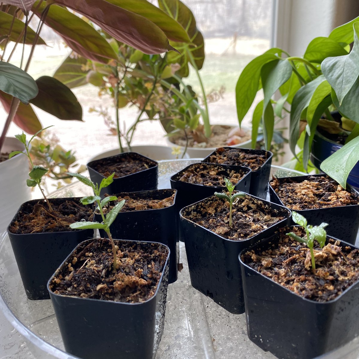 TheeLonePine's tweet photo. After stratifying store bought Honeycrisp Apple seeds in my refrigerator for 3 months, then planting them 3 weeks ago, I now have 4 apple tree seedlings &amp; more still sprouting. These supposedly grow well in colder outdoor climates, like where I live, so I’m very happy. https://t.co/GNU3lITO7a