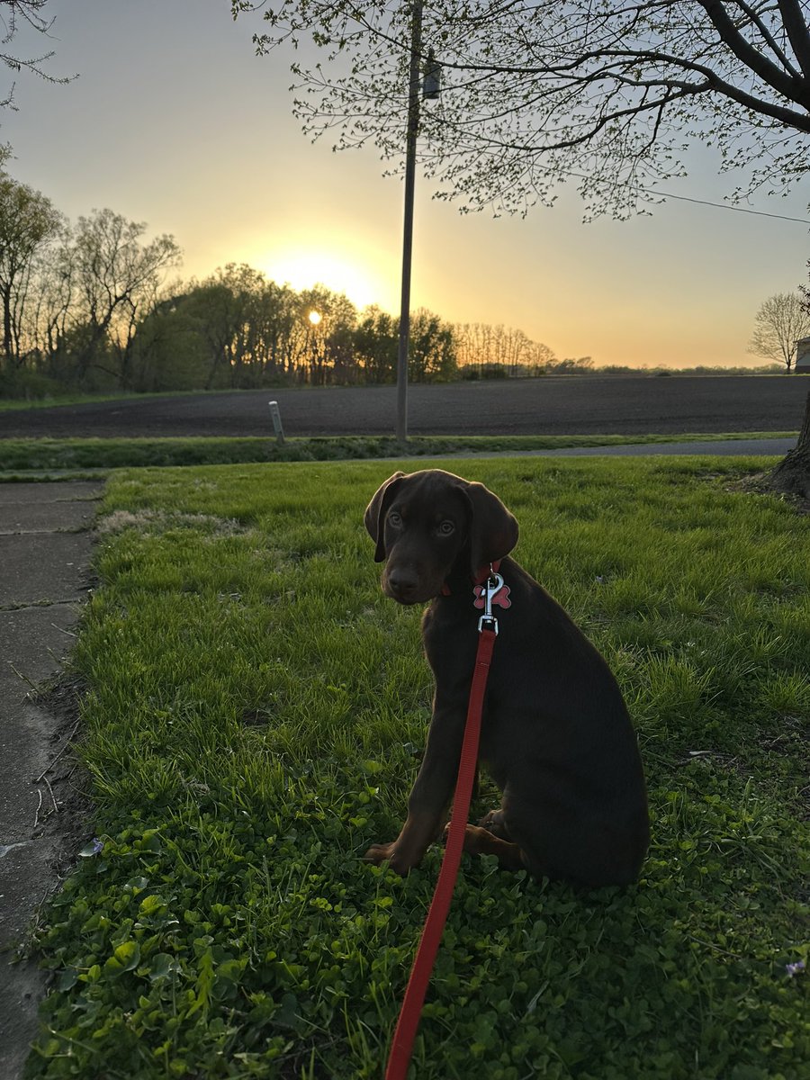 He’s getting so big already. Can’t believe he’s going to be 90lbs