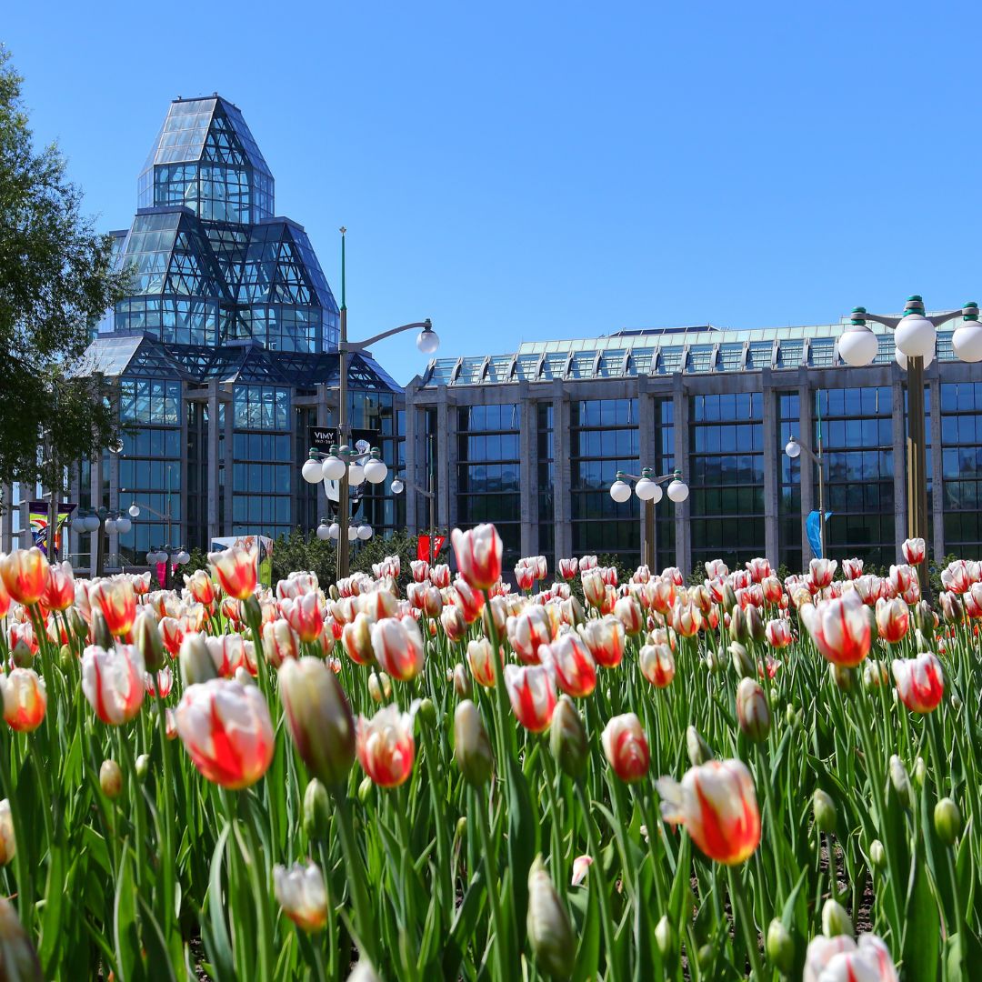 The Canadian Tulip Festival begins in a few short weeks! Our Tulips in the Capital Package includes a $50 hotel credit and a special tulip themed welcome amenity. 🌷 

Package is available May 12-22, 2023.
Promotional Code: 11P

Book Now: west.tn/6011OPWyP