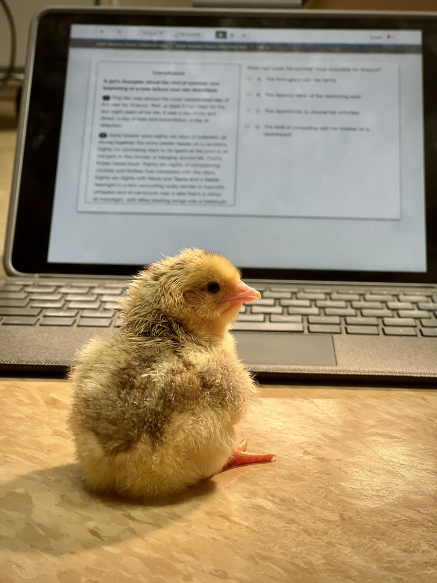 degroote44's tweet photo. Even the #SMSWaukee baby chicks got in on some of the state testing today. (Don’t worry, it’s just the practice test!) 😉
@WaukeeCSD https://t.co/Q7Zlx8C3JZ