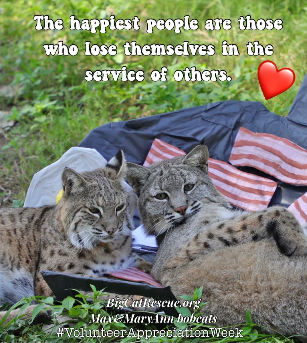 “The happiest people are those who lose themselves in the service of others.”

#MaxAndMaryAnnBobcats #Volunteer #VolunteerAppreciationWeek #VolunteersMakeADifference #BigCatRescue #Rescue #BigCats #Happy #Kindness #KindnessMatters #Cats #CaroleBaskin