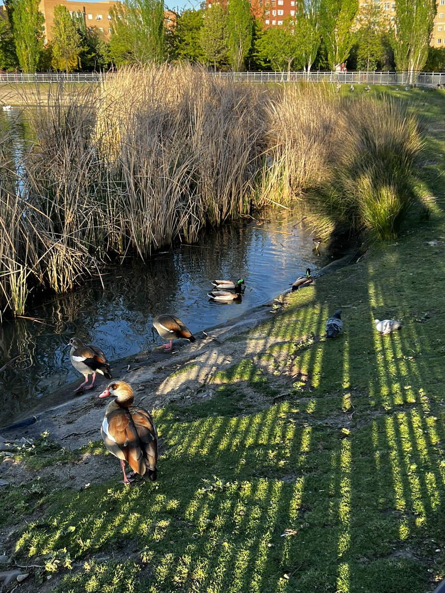 BernardaDelVal's tweet photo. Este año los cisnes volverán a criar en el parque de #Valdebernardo. 
Esperamos las #pvtas #gaviotas no logren comer los huevos de estas aves.
😥😥😥 https://t.co/ANvQxXVLxp