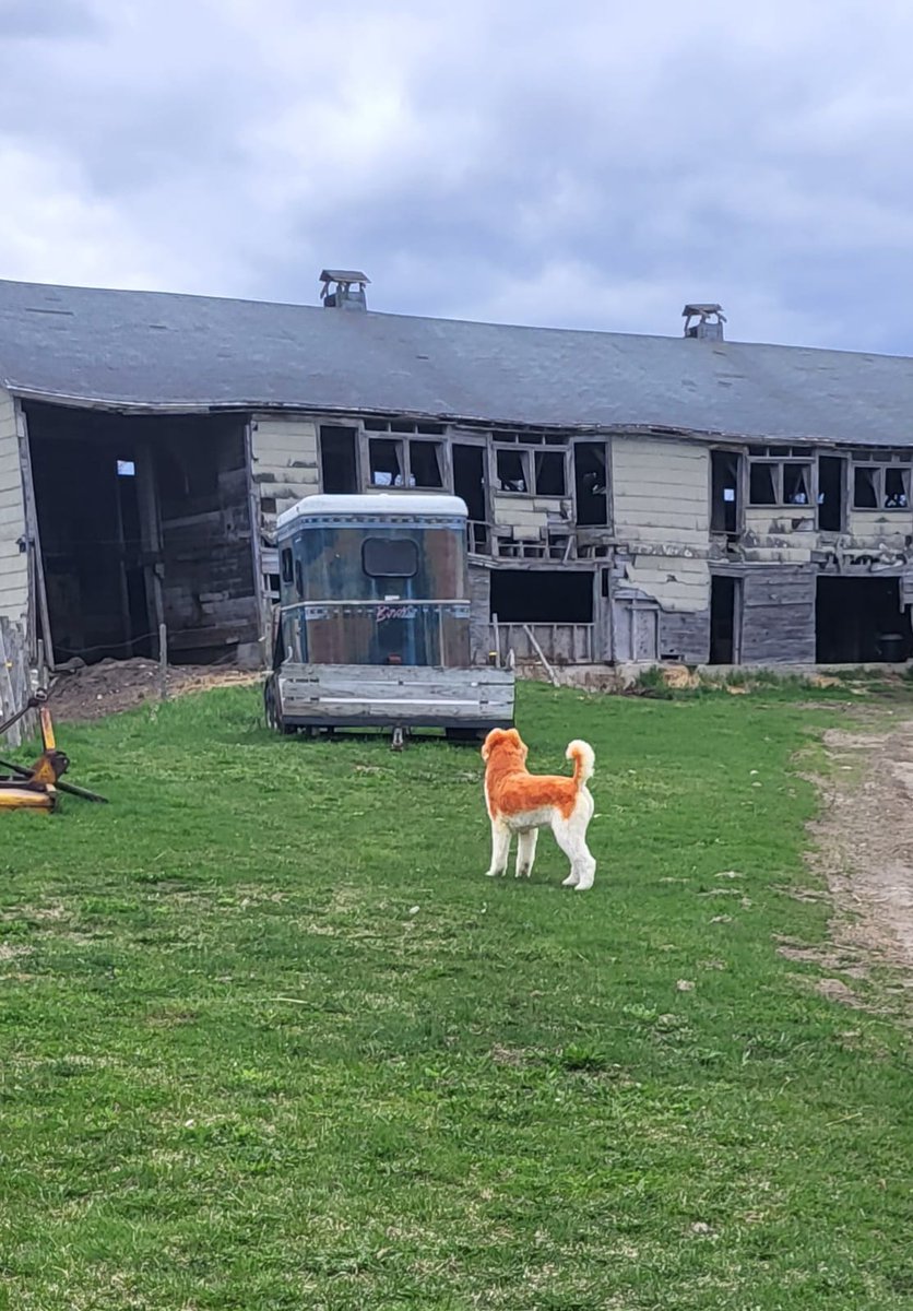 GammaRayCat's tweet photo. Turned my Poodle into a husky, now I just have to teach her to scream like one. https://t.co/wuvruNkFUx