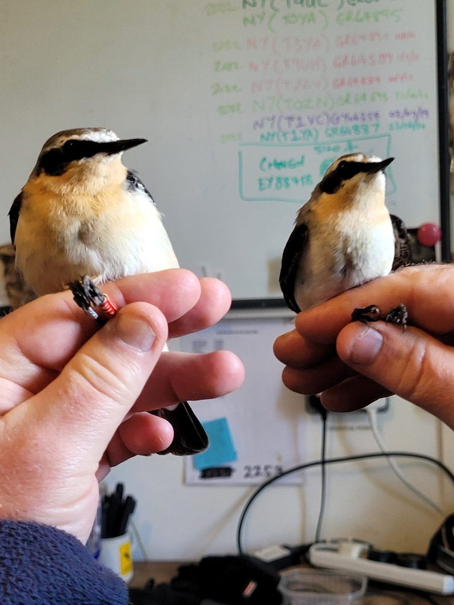Still a lot of Wheatears moving through <a href="/CalfObs/">Calf of Man Bird Observatory</a> ' many of them 'greenland' types. Here is a size comparison with an 8 year old 'local' bird on the right. <a href="/manxnature/">Manx Wildlife Trust</a> <a href="/manxheritage/">ManxNationalHeritage</a>