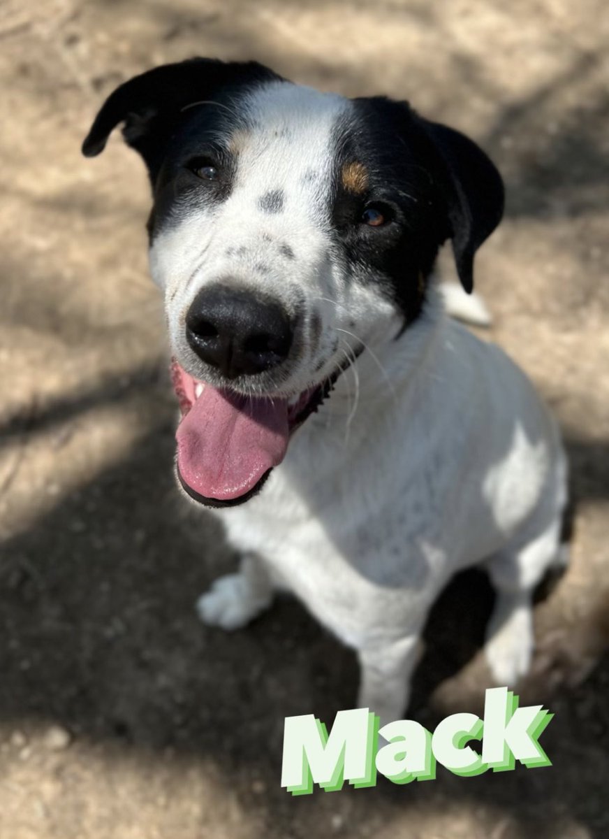 typetcollection's tweet photo. Happy First Birthday to our little puppy star, MACK!! βοΈπΎπ
#typetcollection #trishayearwood #DottiesYard https://t.co/ya7CFPR09O