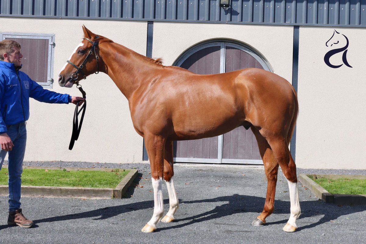 Beechlea_'s tweet photo. The very best of luck to @A_C_Elliott  and connections who purchased our exciting @DarleyStallions Night of Thunder Colt this evening @Tattersalls1766. We are looking forward to following his career 🤞🏻 https://t.co/BpFoNlczV3