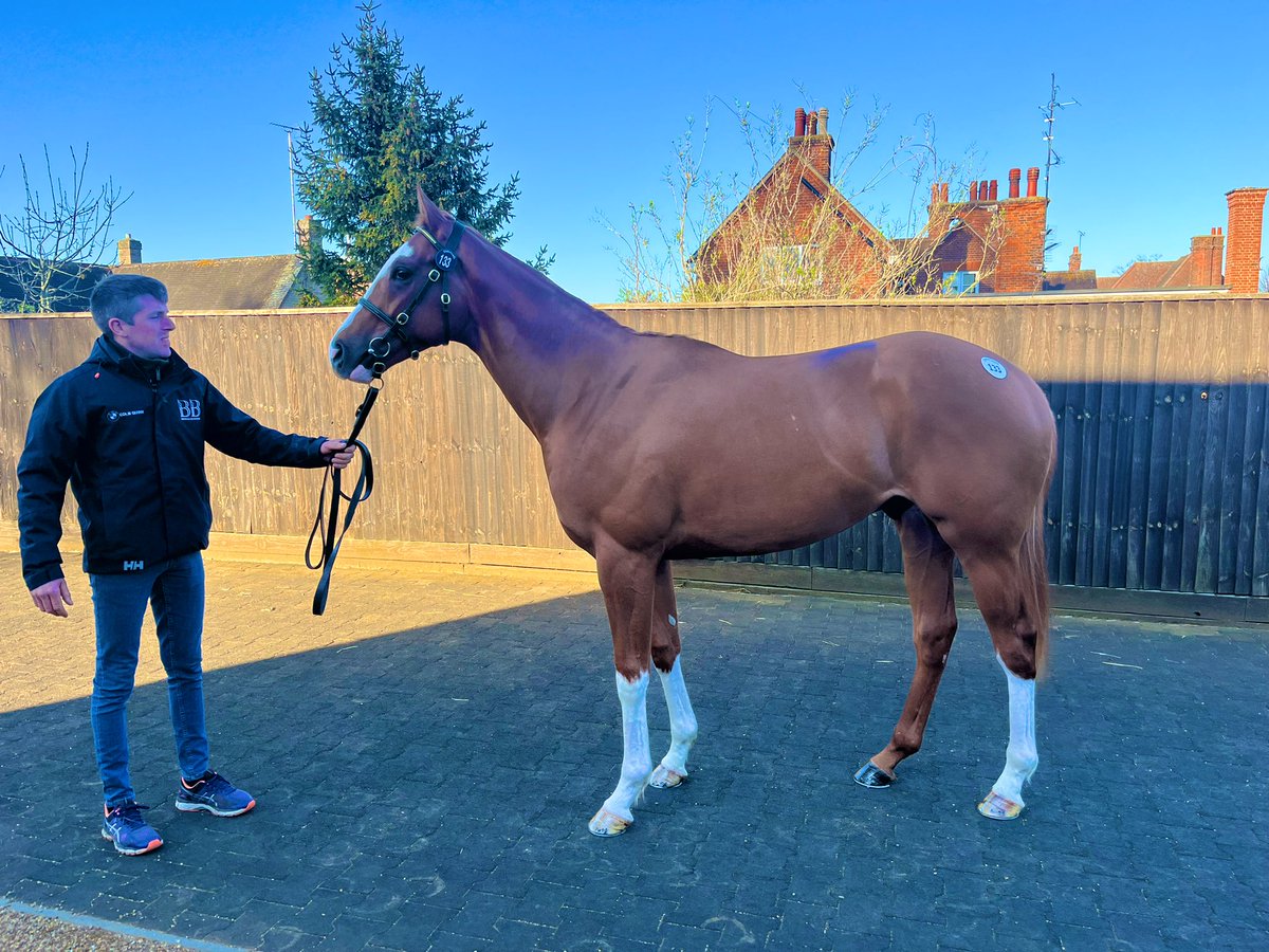Beechlea_'s tweet photo. The very best of luck to @A_C_Elliott  and connections who purchased our exciting @DarleyStallions Night of Thunder Colt this evening @Tattersalls1766. We are looking forward to following his career 🤞🏻 https://t.co/BpFoNlczV3