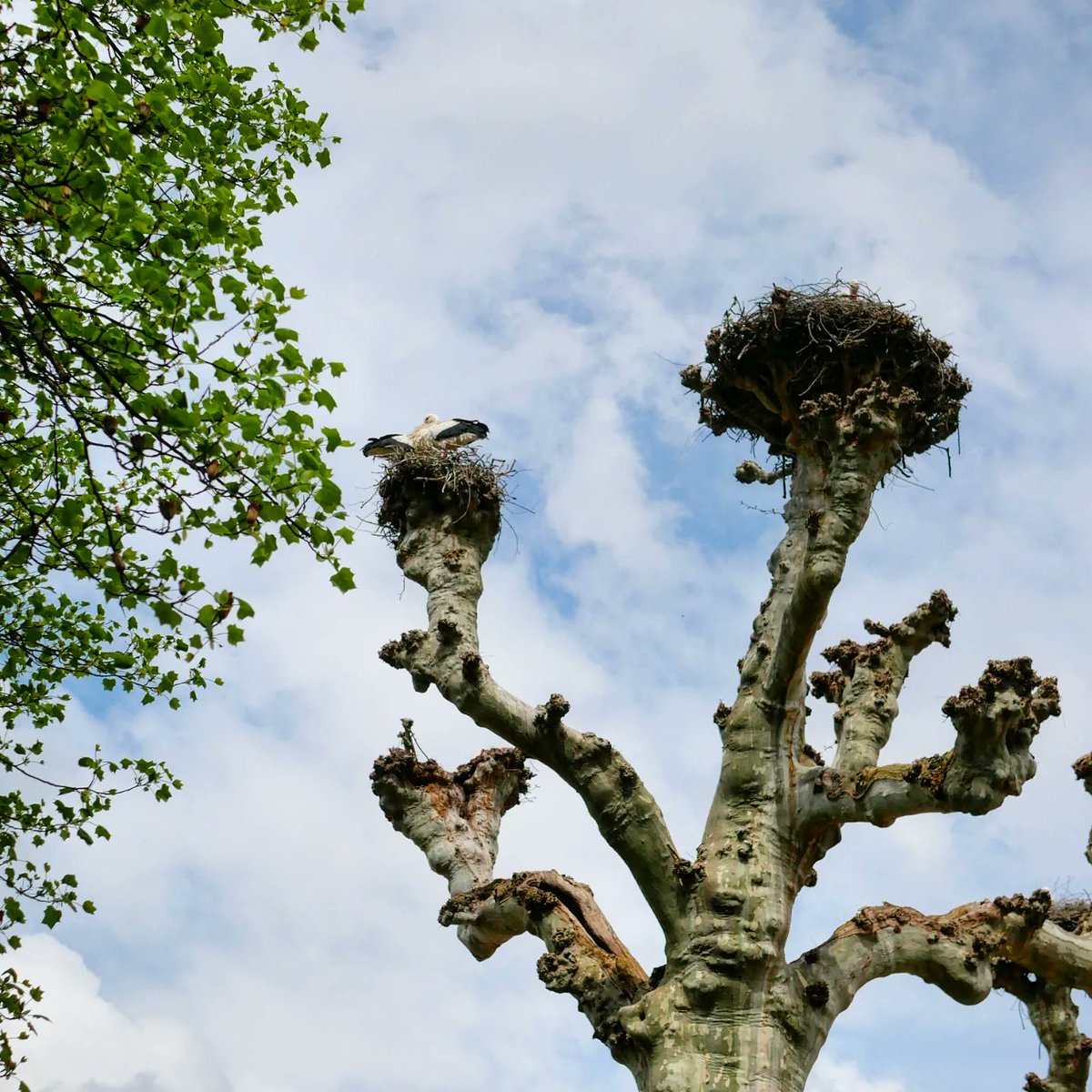 DarkCyp's tweet photo. #Strasbour et ses #volatiles en #nidification au parc de l'orangerie (avec moule #cigognes).
#LumixGX80 #Lumix25mm
https://t.co/WTsZnTxDdp https://t.co/ZlwkdzILRX