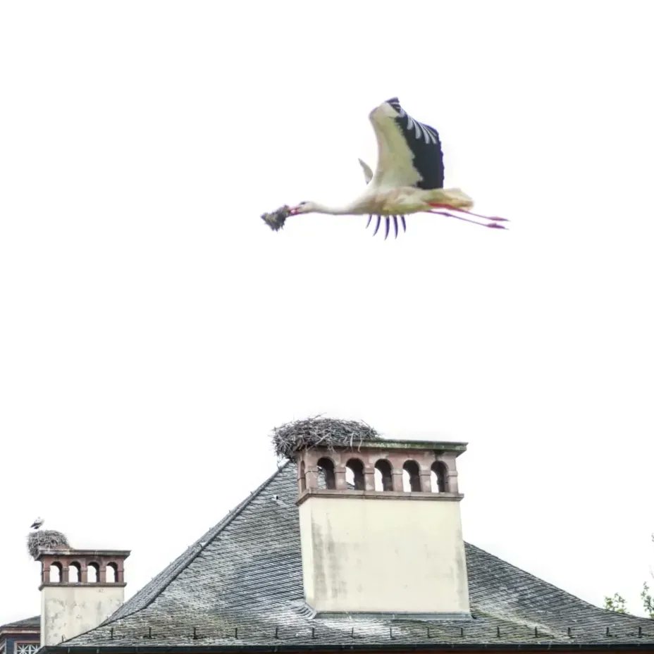 DarkCyp's tweet photo. #Strasbour et ses #volatiles en #nidification au parc de l'orangerie (avec moule #cigognes).
#LumixGX80 #Lumix25mm
https://t.co/WTsZnTxDdp https://t.co/ZlwkdzILRX