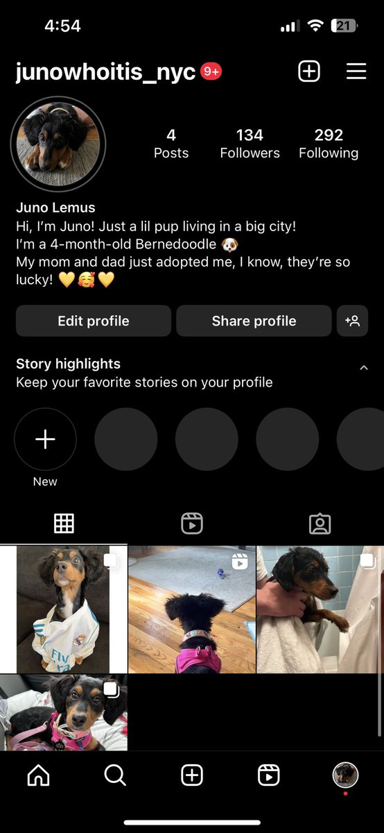 EmDem5289's tweet image. Follow my new lil pup on Instagram for some super cuteness 🐶🐶🐶 

@JunoWhoItIs_NYC 

#dogs #dogsofinstagram #dogsofnewyork #puppy #bernedoodle