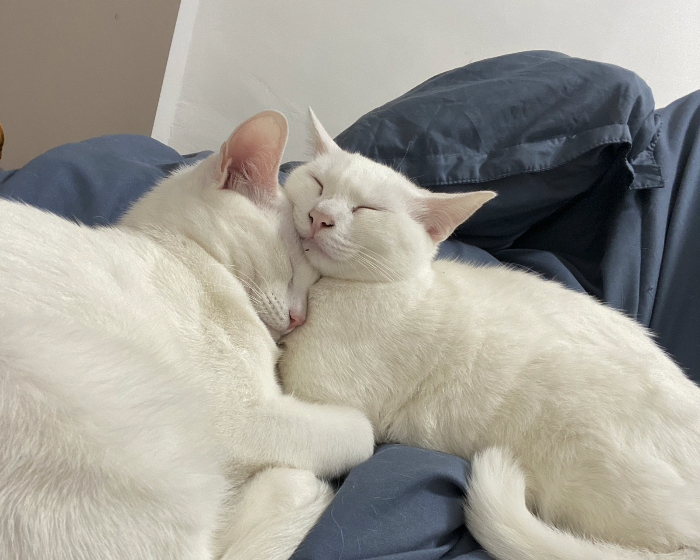 MussumAlive's tweet photo. Nala e Simba / Nala e Simba https://t.co/rYBX7BOxCV