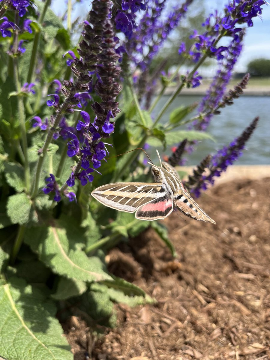 Oklahoma City, OK. Hawk moth! Took this shot a couple of hours ago. 💜💜💜
