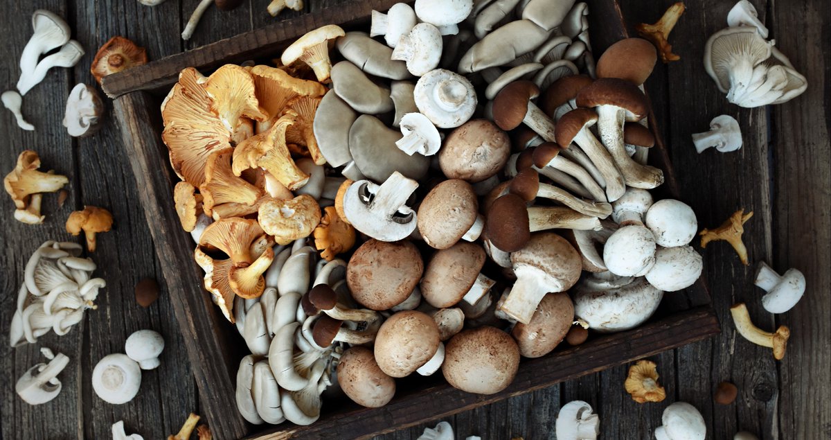 MDLinx's tweet photo. Eating more mushrooms could prevent gastric cancer, says researchers https://t.co/jYVNSCuriY #mushrooms #cancer #research #mdlinx https://t.co/MUaFImAyRz