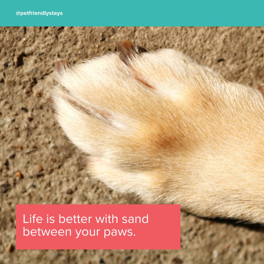 petfriendlyio's tweet photo. Life is better with sand between your paws. Make memories that will last a lifetime with your furry friend in Kihei, with the help of @petfriendlyio ๐๏ธ๐พ
#PetFriendly #PetsAndPeopleToo #EscapeAndExplore https://t.co/tXbsLyP8lR