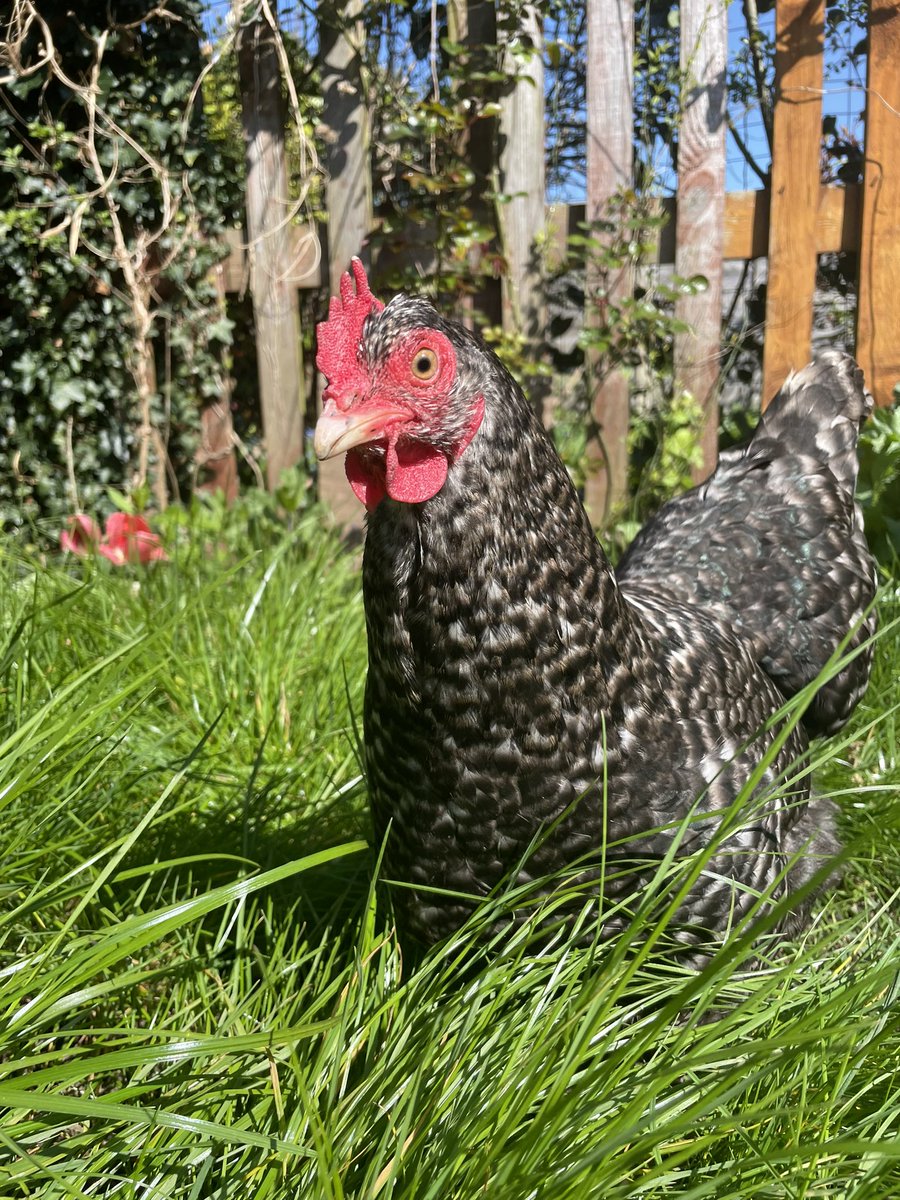 bruntonchicks's tweet photo. FREEDOM! FLOCKDOWN IS OVER! https://t.co/Kqq4R0XJnp