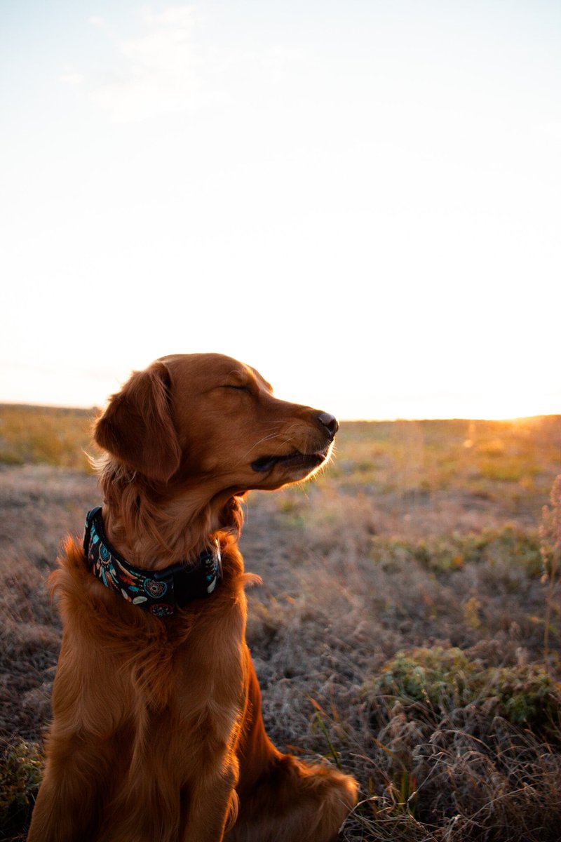 How is your week? #goldenretriever #kipandkaan #dogs