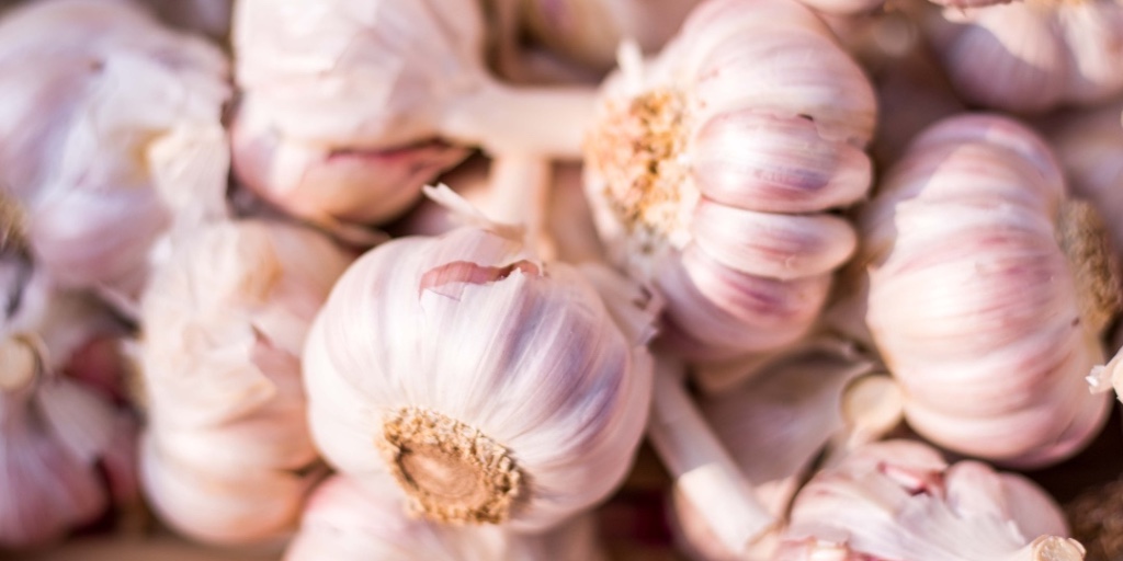 CultivateCA's tweet image. Happy #NationalGarlicDay! California agriculture produces 90% of the nation’s garlic crop, and can even be used as a remedy for aphid infestations in your home garden!

#CFWC #CaliforniaAgriculture  #CAwater  #foodgrowswherewaterflows #whatsfordinner #californiafarmsandranches
