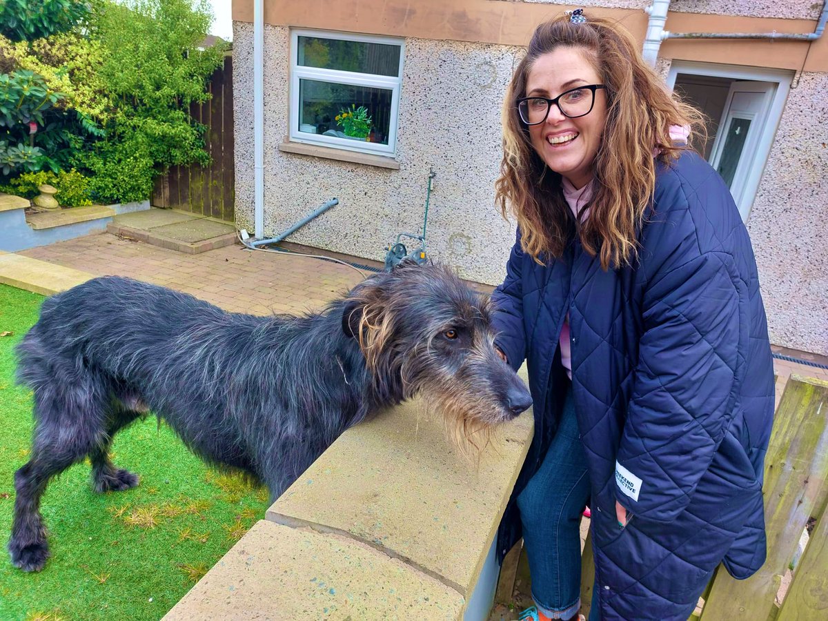 I have met dozens of beautiful dogs (& cats 🐈‍⬛)on the doors in Antrim the last few months, but I fell in love with this boy today. #irishwolfhound 💕 🐾 isn’t he just stunning! #LE23 #canvassdogs