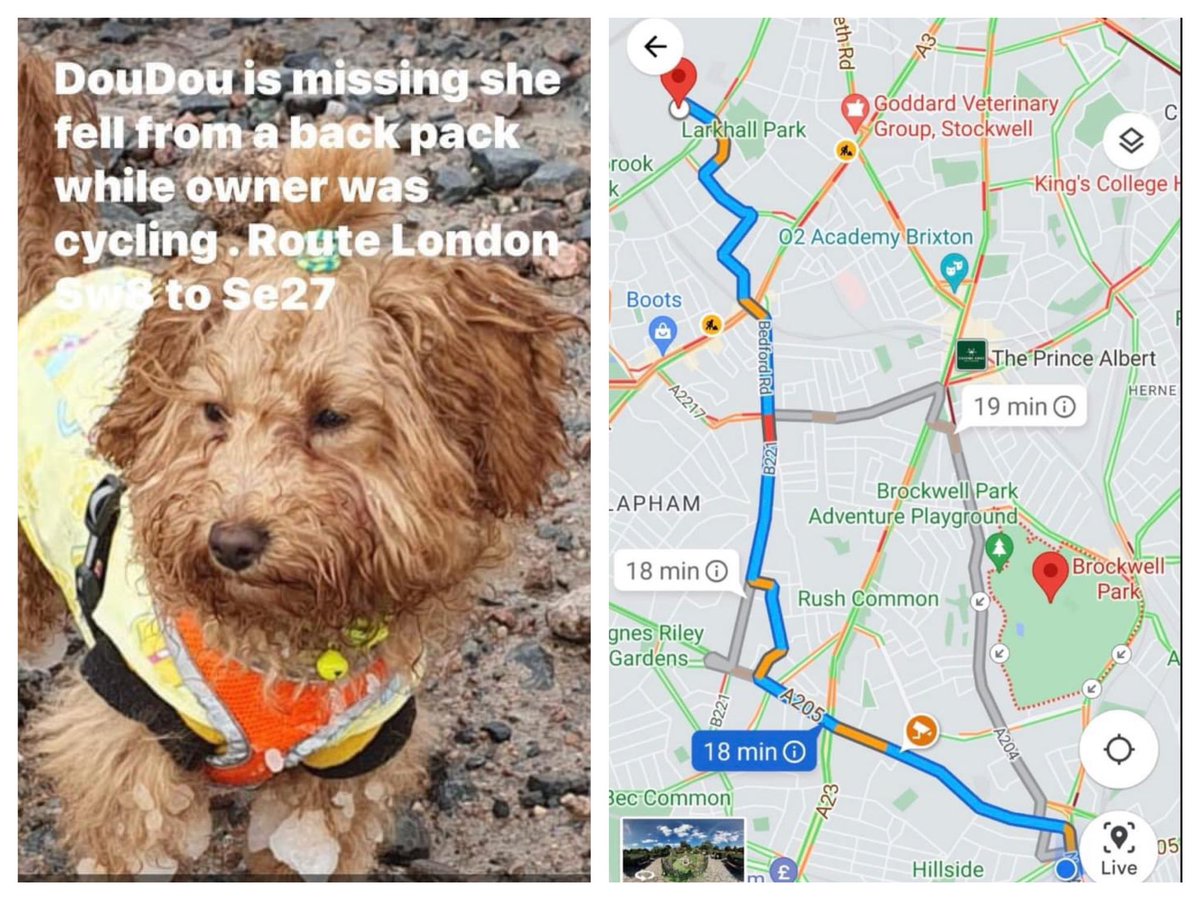 DOUDOU HAS FALLEN OUT OF A BACKPACK WHILE OWNER WAS CYCLING IN #LONDON FROM #SW8 to #SE27 

Female #MiniaturePoodle  #Puppy
Clapham Rd, LONDON, SW8 Wednesday, 19th April 2023 
Contact admin@doglost.co.uk 

<a href="/DogLostUK/">DogLost</a> doglost.co.uk/dog-blog.php?d…

#LOSTDOG #missing #MakeChipsCount