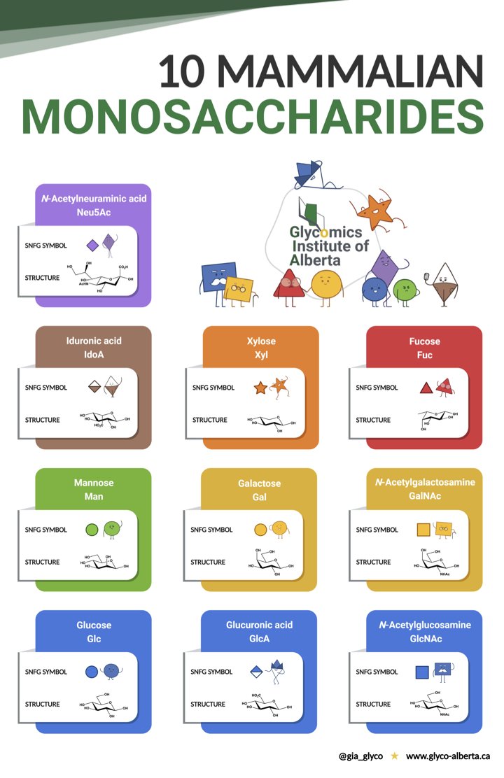 Do you know the mammalian monosaccharides? Most people who know their amino acids and nucleotides answer no to this quesion... Want to learn? Download our new #glycogang #glycotime poster today! glyco-alberta.ca/educational-re… @gia_glyco @marinops @CarolynBertozzi @ChemicalBiology