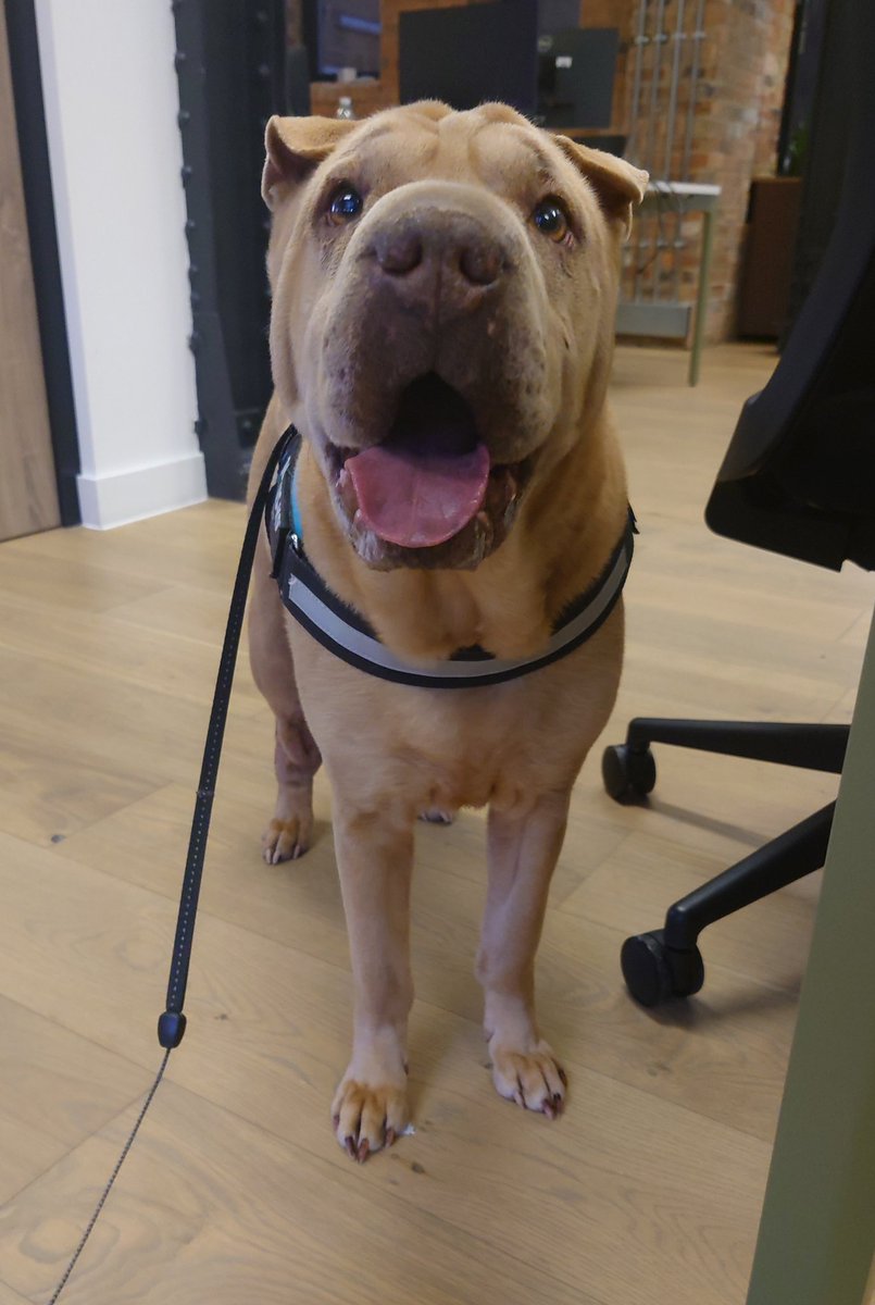 Prune_Dogg's tweet photo. I had a fantastic birthday, going to work in London with my human https://t.co/nYPgJ8KqwL
