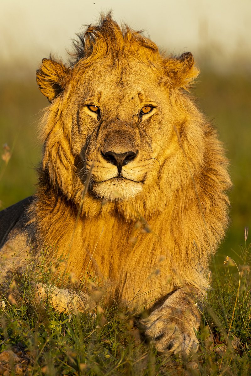 Prince Charming!
#lionKing #MaraTrails #wildlifephotography @Wildlife_NFTs @theburrownft