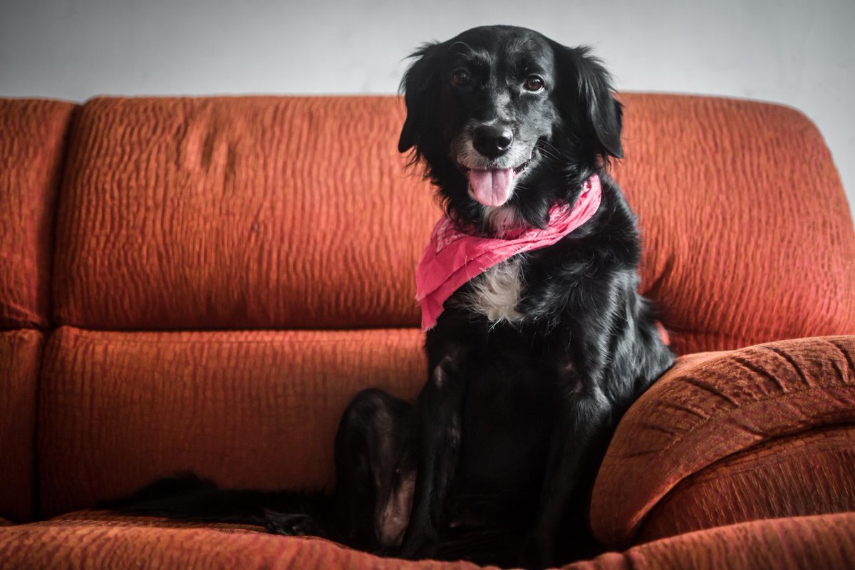 luisVeronika's tweet photo. A marce le tomaron unas fotos para un artículo de perritos https://t.co/BgiryN7ZIW