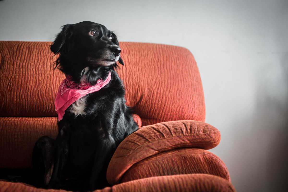 luisVeronika's tweet photo. A marce le tomaron unas fotos para un artículo de perritos https://t.co/BgiryN7ZIW