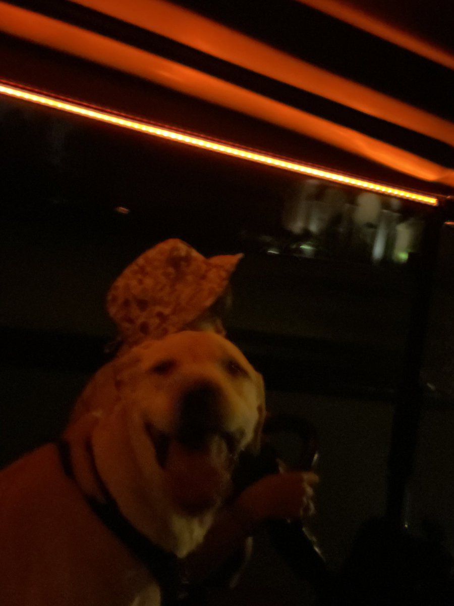 LV0219's tweet photo. @boneaux First golf cart ride for Wilson 🥰 https://t.co/zlYkrWd8iP