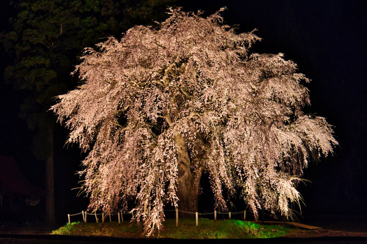 info41038579's tweet photo. おしら様の枝垂れ桜、ライトアップがキレイでした！

周囲が暗いので、本当に浮き上がったように枝垂れ桜が見えるのが良かったです♪

また、来年も元気に咲き誇ってほしいですね！

#ゆざわジオパーク #秋田県 #湯沢市 #枝垂れ桜 https://t.co/M6DPRVHT1d