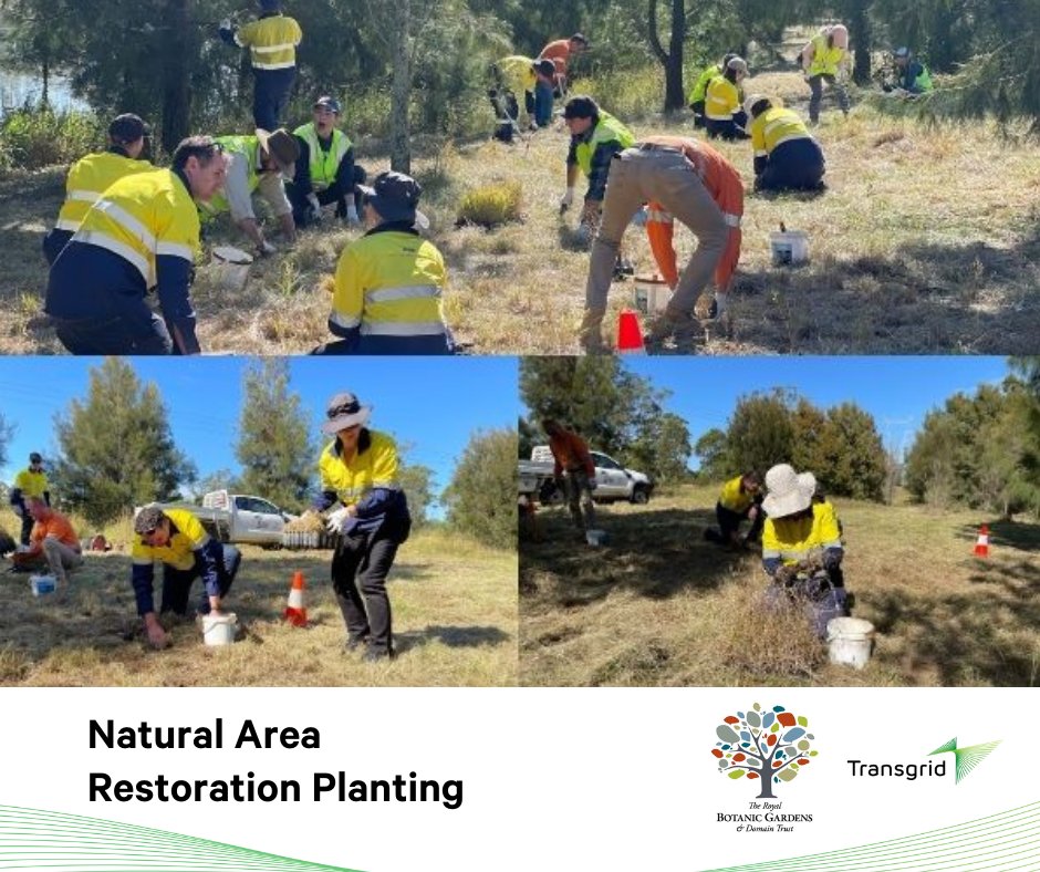 Transgrid (@transgrid_au) on Twitter photo 🍃We got our hands dirty yesterday planting four various species of native grass at The Australian Botanic Garden, Mount Annan!👐 Thank you <a href="/AustralianBG/">The Australian Botanic Garden</a> we appreciate this unique opportunity to contribute to conservation and give back to our environment! fal.cn/3xyf2 🍃We got our hands dirty yesterday planting four various species of native grass at The Australian Botanic Garden, Mount Annan!👐 Thank you <a href="/AustralianBG/">The Australian Botanic Garden</a> we appreciate this unique opportunity to contribute to conservation and give back to our environment! fal.cn/3xyf2
