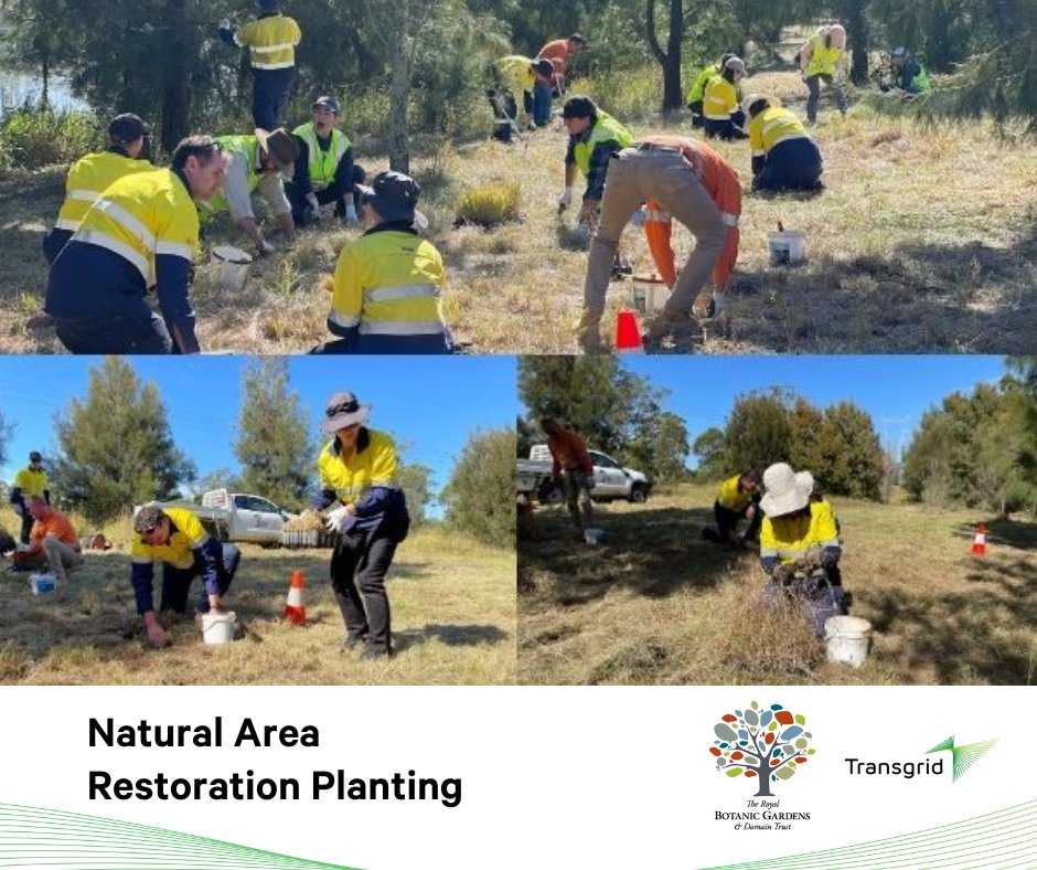 🍃We got our hands dirty yesterday planting four various species of native grass at The Australian Botanic Garden, Mount Annan!👐 Thank you @AustralianBG we appreciate this unique opportunity to contribute to conservation and give back to our environment! fal.cn/3xyf2