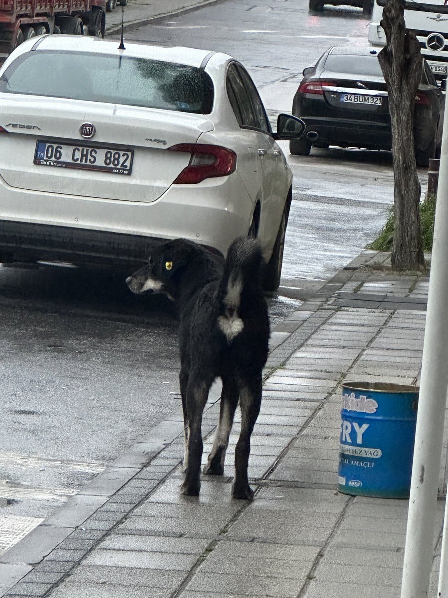omerft14's tweet photo. Henüz kalbi kırılmamış bir köpek https://t.co/1kVRLQzwco