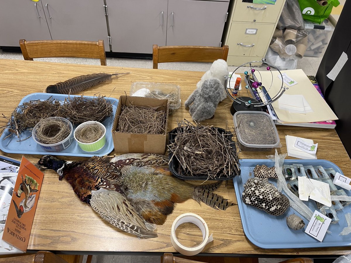 bodnerK2's tweet image. ❤️, love, ❤️ the science lab ⁦@CityViewES⁩, Kinla Nelson always knows how to engage her students. ⁦Check out her new animals! ⁦@cobbscience⁩ ⁦@CCSDTitleONE⁩ ⁦@Nelson6th⁩ #sciencelab