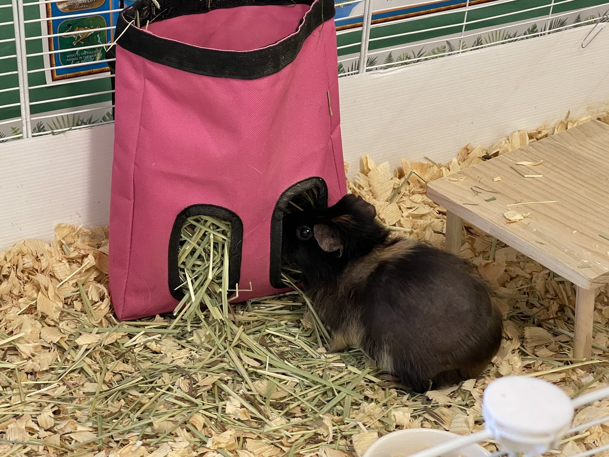 bodnerK2's tweet image. ❤️, love, ❤️ the science lab ⁦@CityViewES⁩, Kinla Nelson always knows how to engage her students. ⁦Check out her new animals! ⁦@cobbscience⁩ ⁦@CCSDTitleONE⁩ ⁦@Nelson6th⁩ #sciencelab