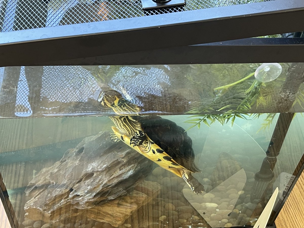 bodnerK2's tweet image. ❤️, love, ❤️ the science lab ⁦@CityViewES⁩, Kinla Nelson always knows how to engage her students. ⁦Check out her new animals! ⁦@cobbscience⁩ ⁦@CCSDTitleONE⁩ ⁦@Nelson6th⁩ #sciencelab