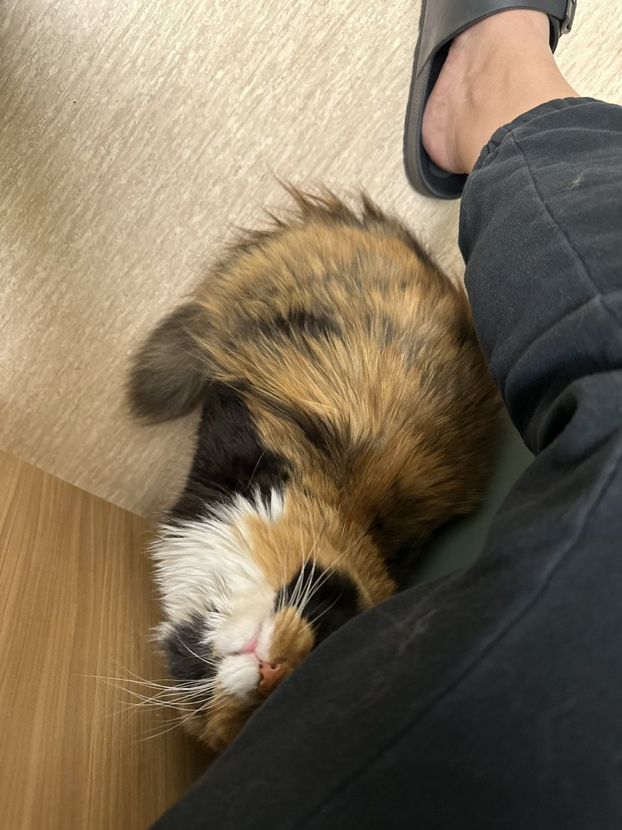kimchi-on-twitter-lethargic-not-herself-not-eating-much-got