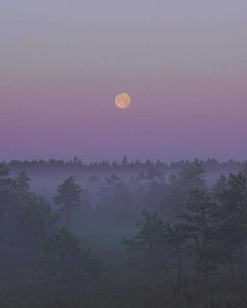aestheticspost_'s tweet photo. lavender haze https://t.co/QalaqZzzwi