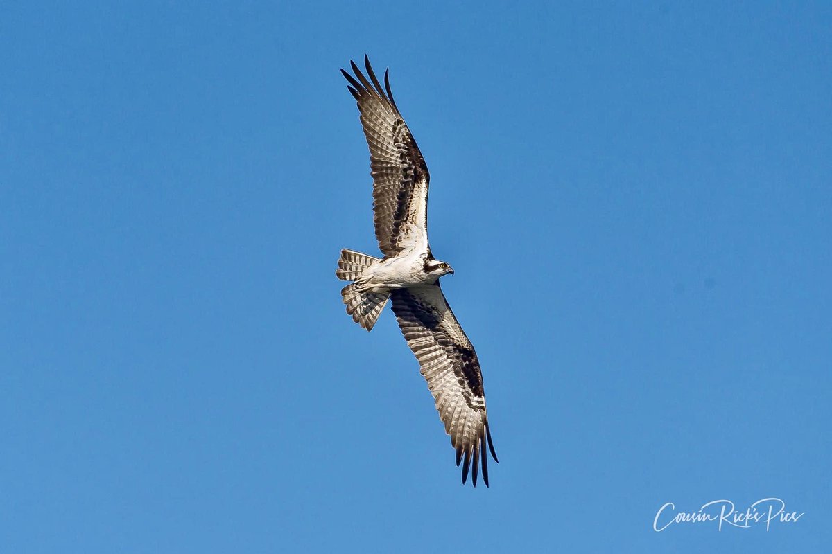 PicsCousin's tweet photo. Soaring above the Rappahannock River in Fredericksburg #osprey #rappahannockriver #raptor #nikonphotography #Virginiawildlife #Virginia  #virginiastate_photos #virginiamagazine #tourstaffordva #explorevirginia #bestoftheolddominion #onlyinvirginia https://t.co/mjyicNm3le