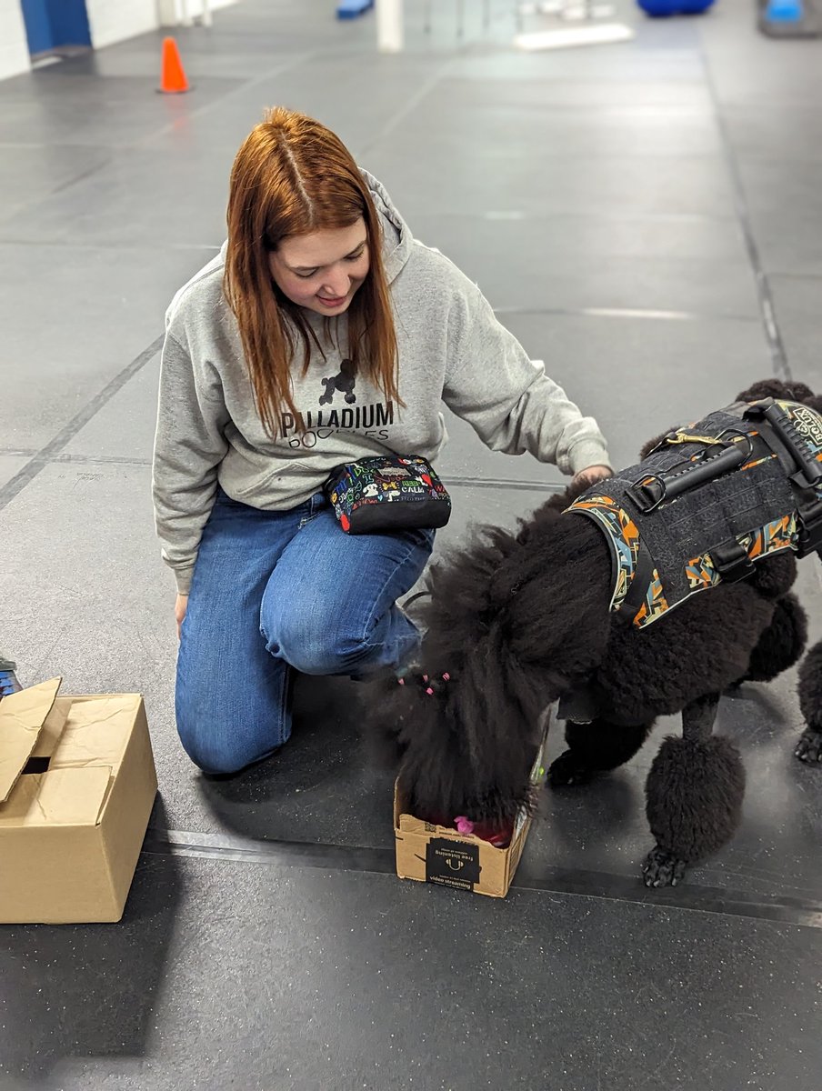Scent detection with Paula the poodle. 🖤 #palladiumpoodles #poodle