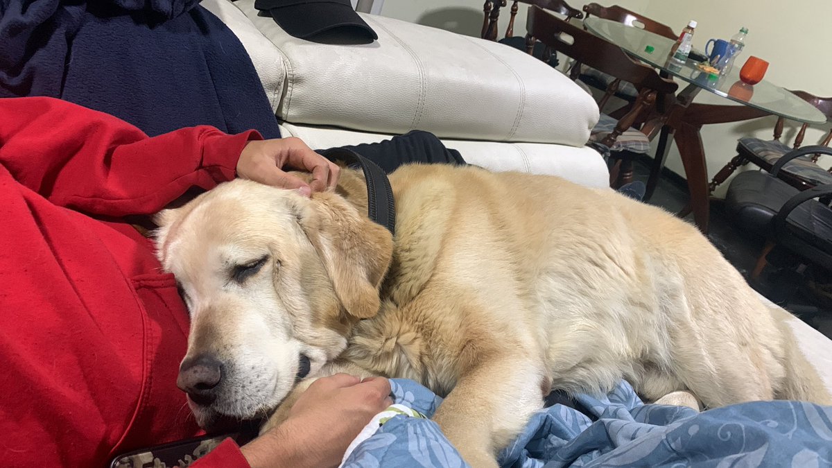Anamazul's tweet photo. Hace 1 año adopté a Rayo, un labrador que trabajó durante 9 años en vigilancia para que al final lo entregaran sin ni siquiera carné de vacunas y para que el tal “seguimiento” nunca se diera, y nunca más volvieran a preguntar por él. Hace 1 año pasó de un árbol a un hogar. 🥹 https://t.co/e1NgDap2Pt