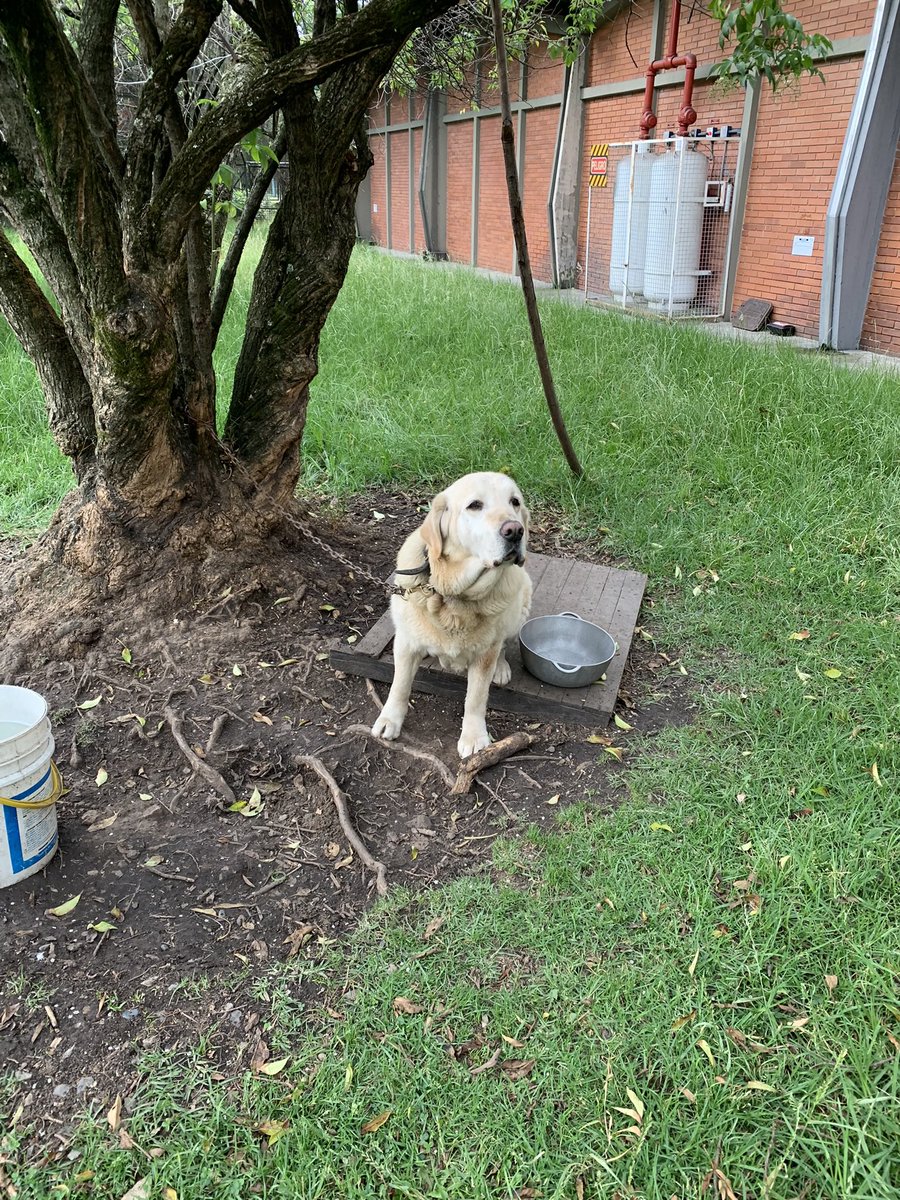 Anamazul's tweet photo. Hace 1 año adopté a Rayo, un labrador que trabajó durante 9 años en vigilancia para que al final lo entregaran sin ni siquiera carné de vacunas y para que el tal “seguimiento” nunca se diera, y nunca más volvieran a preguntar por él. Hace 1 año pasó de un árbol a un hogar. 🥹 https://t.co/e1NgDap2Pt