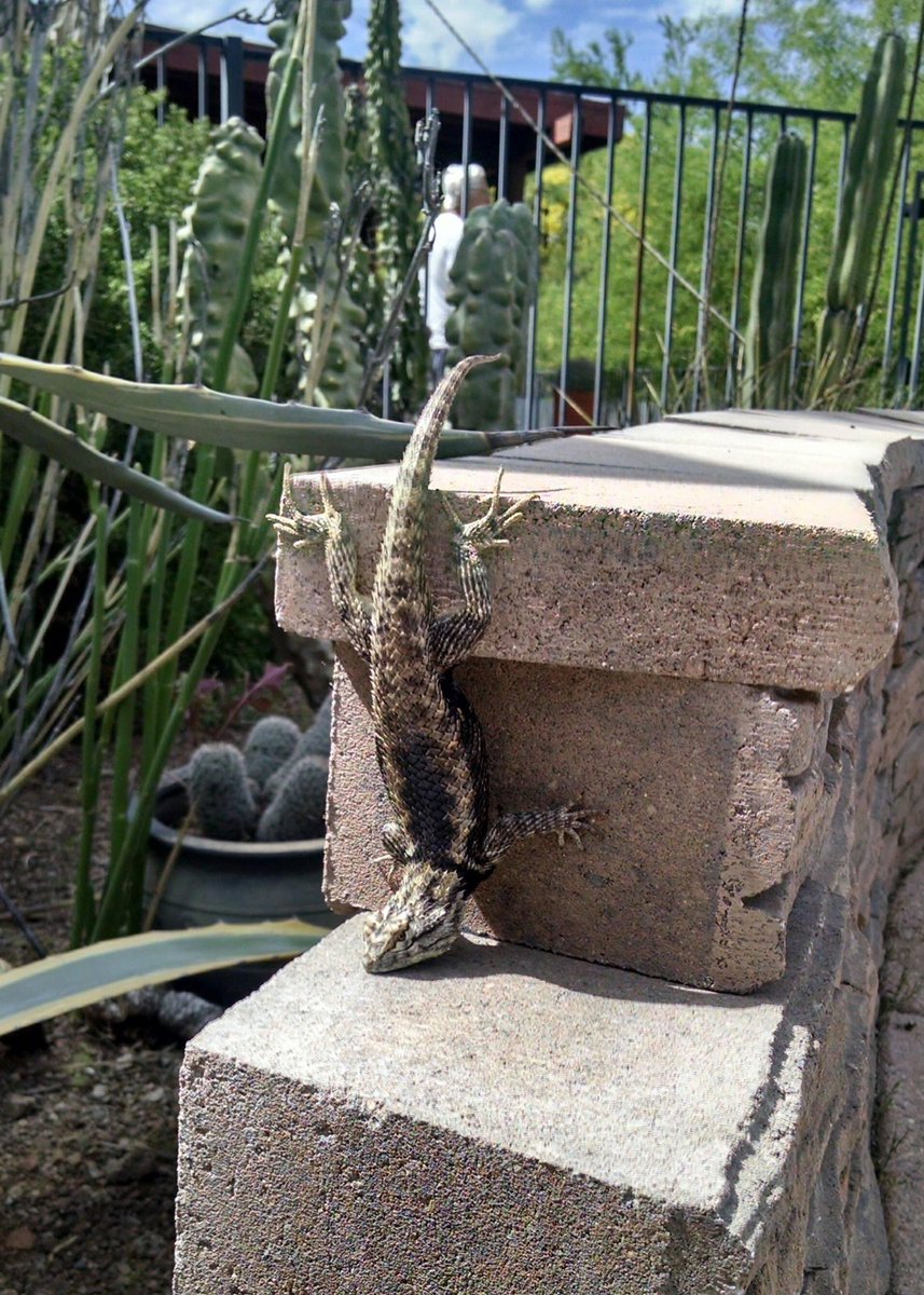 JenBenPowers's tweet photo. @Afro_Herper @uarizona Donβt forget to get plenty of rest while traveling.
#JustNapping
#Tucson https://t.co/AYMMWBKunB