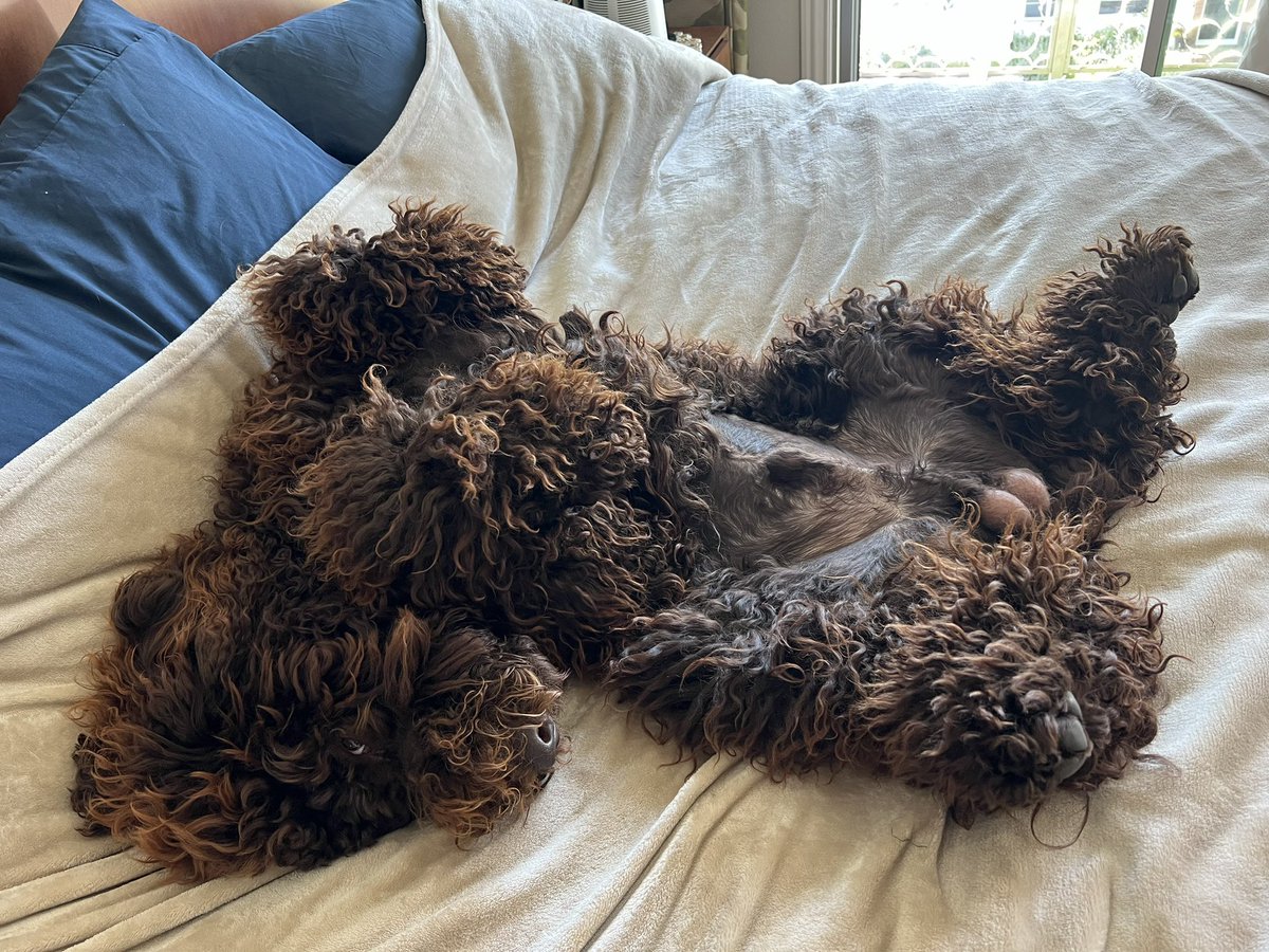 jabrams55's tweet photo. Subscribe to my only fans 🔥 #onlyfans #labradoodle https://t.co/qG3Ri8GxnJ